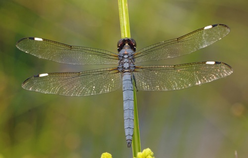 Male
2014_06_07_Floyd